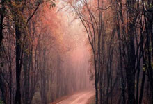 纷纷开花尽展才华,球艺精湛令人惊艳